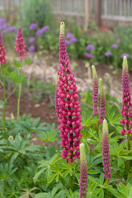 Hidcote 2015 (12)